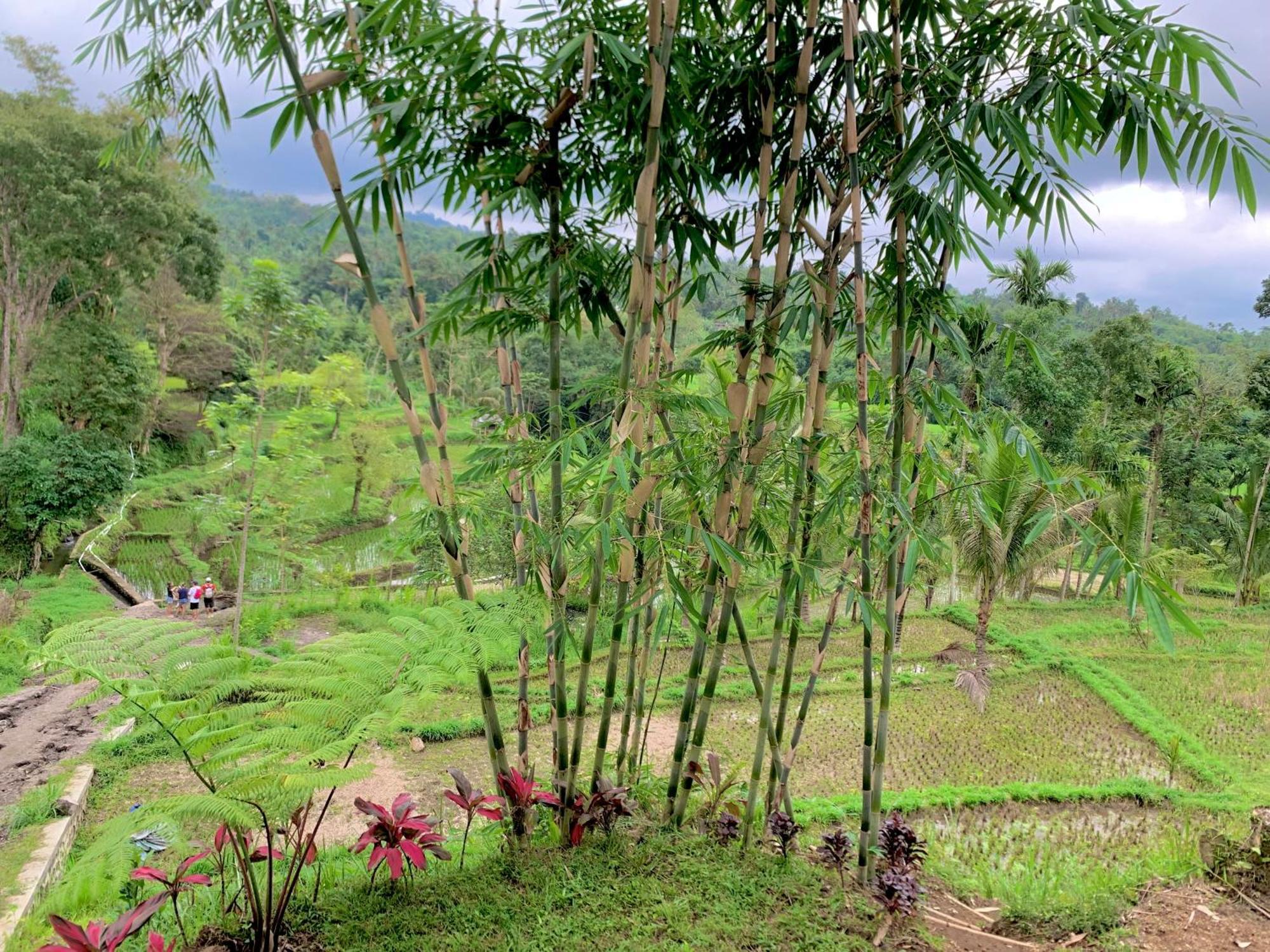 The Alam Tetebatu Bungalow & Restaurant Bagian luar foto