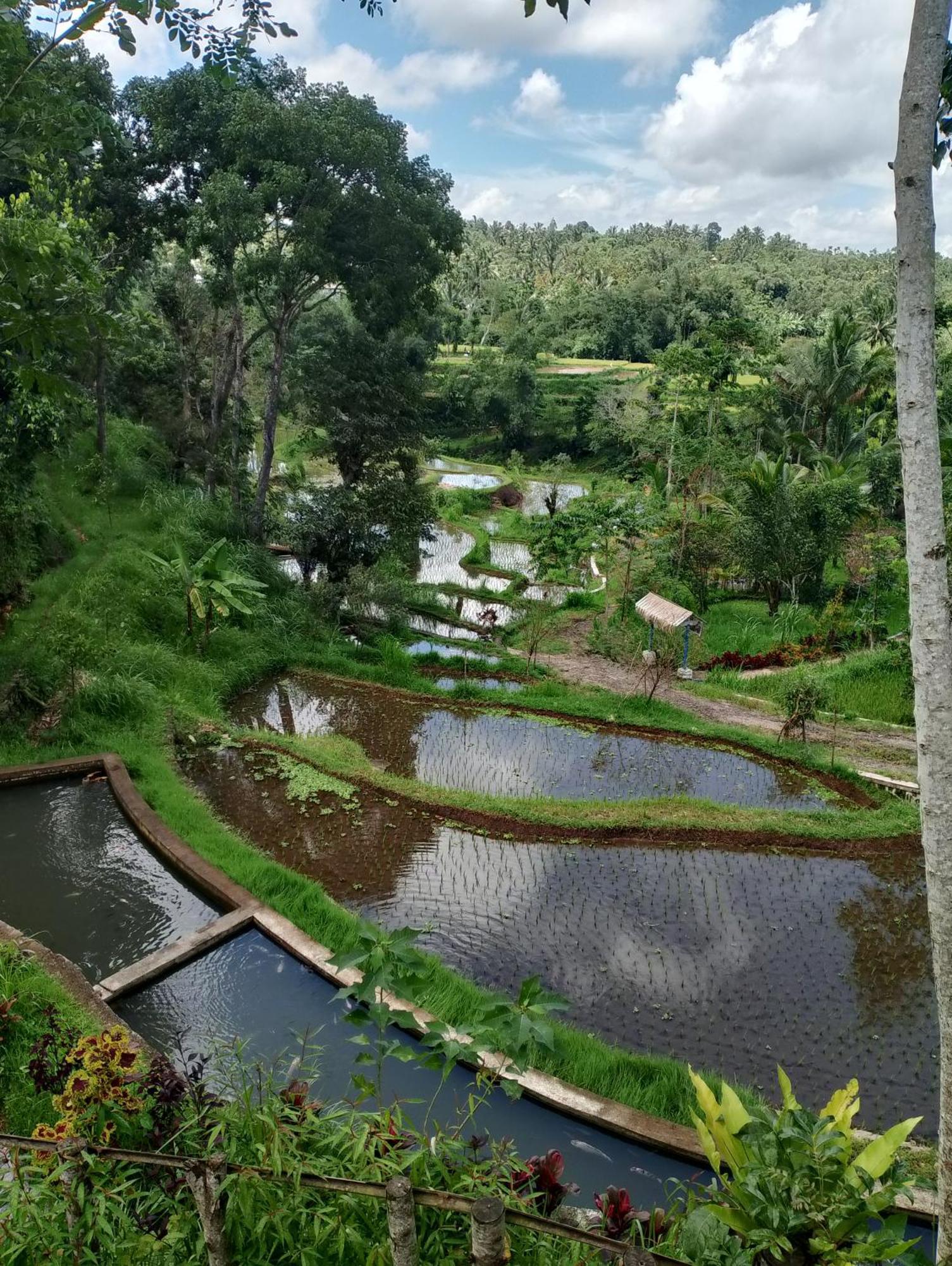 The Alam Tetebatu Bungalow & Restaurant Bagian luar foto